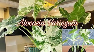 How to Grow and Propagation Alocasia Variegated [upl. by Drahser]