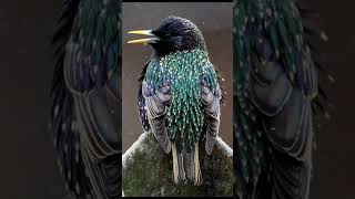 EP11 Starling  Bird Song [upl. by Shinberg246]