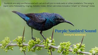 Purple Sunbird Sound  Purple Sunbird Song  Purple Sunbird Call Male Purple Sunbird Vocals Voice [upl. by Sudbury]