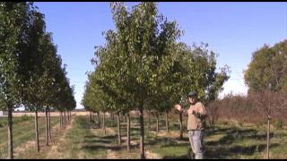 Ornamental Pear Trees [upl. by Marco]