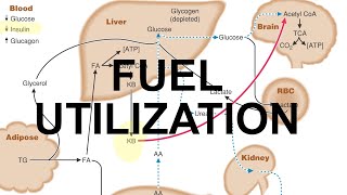 Metabolic Fuel amp Starvation [upl. by Smoht]