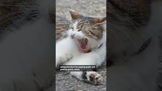 Meet the cat who greets world leaders at 10 Downing Street [upl. by Gambrell]