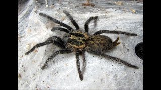 Heterothele Villosella  Dwarf Chestnut Tarantula  Feeding [upl. by Ressay]