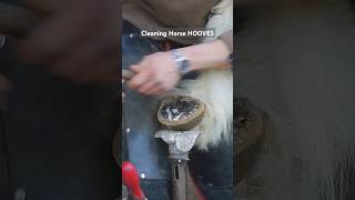 cleaning horse hooves farrier satisfying hoof asmr oddlysatisfying farrierlife asmr [upl. by Eednus]