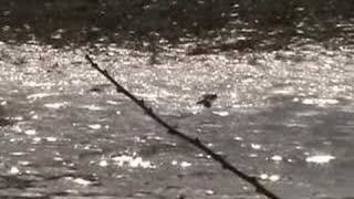 Slow Motion Northern Shrike Flying With Prey [upl. by Savadove]