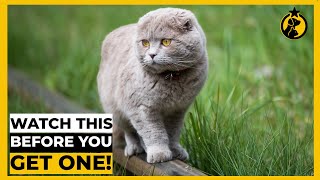 5 Things You MUST KNOW Before Getting a Scottish Fold [upl. by Cohl]