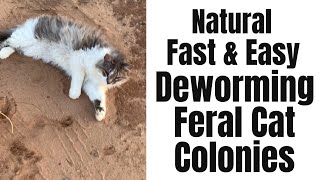 How to Deworm Feral Cat Colonies Barn Cats Fast Easy and All Natural [upl. by Aitnahc]