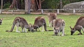 Mob of Kangaroos grazing [upl. by Oironoh]