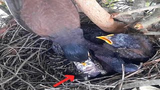 Common myna Birds try to get ready to receive feces from their cubs [upl. by Marina898]