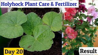 Hollyhock Flower Plants Care amp Fertilizers  TIPS To Grow Hollyhocks Plant In Pot for beginner [upl. by Cantone]