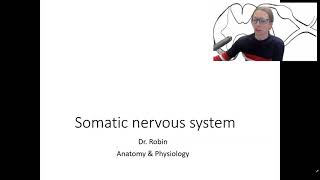 12 1 somatic nervous overview [upl. by Tibold]