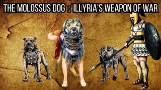 Molossus Dogs of Illyria  The Fearless Dogs of Illyrian Battlefields  Illyria  Epirus [upl. by Palma958]