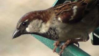 House Sparrow  HD MiniDocumentary [upl. by Milli]