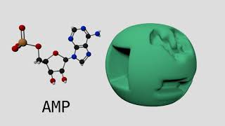 Allosteric Regulation of Phosphofructokinase I [upl. by Menendez905]