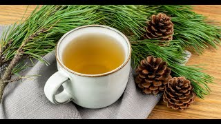 how to make refreshing and healthy pine needle tea [upl. by Ahsitahs222]