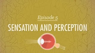 Sensation and Perception Crash Course Psychology 5 [upl. by Elo80]