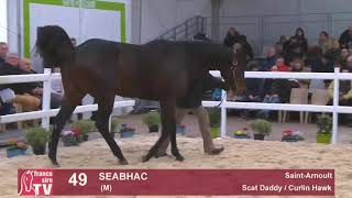 Salon des Etalons 2019  SEABHAC [upl. by Chandal441]