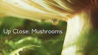 Up Close Mushrooms [upl. by Maffa]