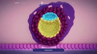 EMBRYO DEVELOPMENT week by week medicoknowledge [upl. by Augustin]