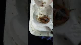 Dubia Roach giving birth [upl. by Ynehteb]