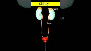 Excretory system animation shorts [upl. by Ehrman130]