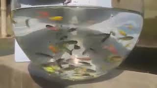 Zebrafish  Brahmanbaria ornamental fish breeding and research center [upl. by Agnizn963]