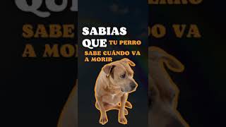 😭🥺 LOS PERROS SABEN cuándo VAN A MORIR Shorts [upl. by Sairahcaz9]