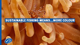 How can sustainable fishing mean more colour in our ocean [upl. by Arondell]