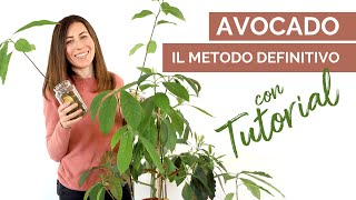 Come crescere una pianta di avocado  Dubbi e Tutorial [upl. by Hines]