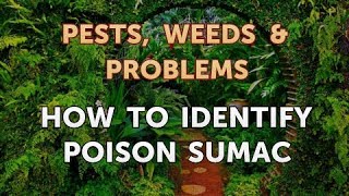 How to Identify Poison Sumac [upl. by Kamaria846]