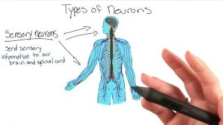 Types of neurons  Intro to Psychology [upl. by Notsirk428]