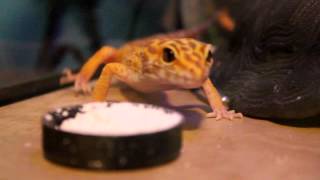 Leopard Gecko Walking Around [upl. by Nnilsia]