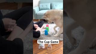 The Cup Game  Mental Stimulation Activity for Dogs [upl. by Onibas]