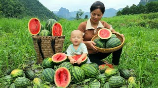 Harvest watermelons to sell at the market and grow fruit trees on the farm  Lý Thị An [upl. by Cain]