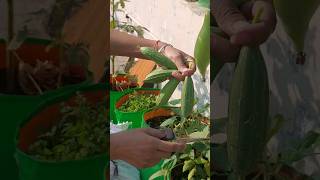 Vegetable garden on terrace 🏡🌶🫑🥒🌿  organic garden terracegarden gardening plants [upl. by Ynitsed]