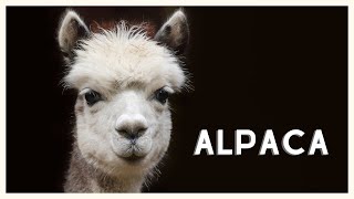 Alpaca sound in the natural habitat of the Andes [upl. by Alekal928]