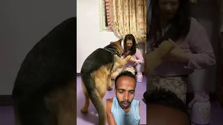 Crazy dog dog smartpet smartdog germanshepherd cleverdog [upl. by Andert250]