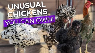 Chicken Breeds You Can Own  Exotic Unique Unusual Backyard Chickens [upl. by Scherman]