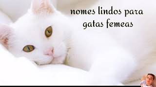 Nomes lindos para gatas femeas [upl. by Annaiv]