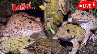 🤏🐸Boing Boing web catching frogs🤏🐸flying  Jumping Part 9 [upl. by Spain476]