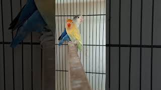 Parblue Pastelino X Blue fisher split ino possible b2 birds lovebirds parrot shorts [upl. by Bowles]