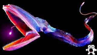 Top 10 Most Bizarre Deep Sea Creatures Ever Discovered [upl. by Ssitnerp]