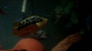 Jack Dempsey VS Texas  Salvin Cichlid [upl. by Southard]