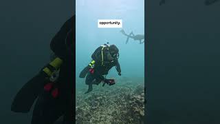 Gathering Coral For Replanting In O’ahu [upl. by Ysset715]