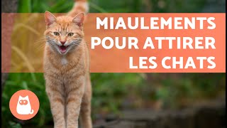 BRUITS pour ATTIRER VOTRE CHAT📣🐈 MIAULEMENT de CHAT pour ATTIRER votre CHAT [upl. by Caitrin]