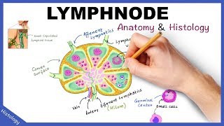 LYMPH NODE Anatomy amp Histology Simplified  Lymphatic System [upl. by Anivahs]