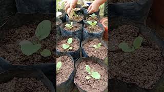 Planting and caring egg plant [upl. by Snapp]