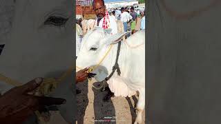 Bulls Market IeejaIeejabulls milkteethbulls bullsmarket bullcartvideos [upl. by Eseila]