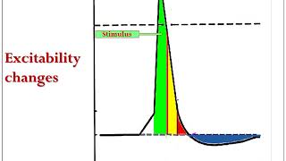 The excitability changes [upl. by Divaj771]