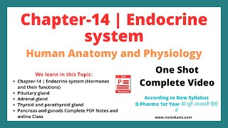 Chapter 14 Endocrine system Complete Class 2024 anatomy and physiology chapter 14 by Noteskarts [upl. by Eel]